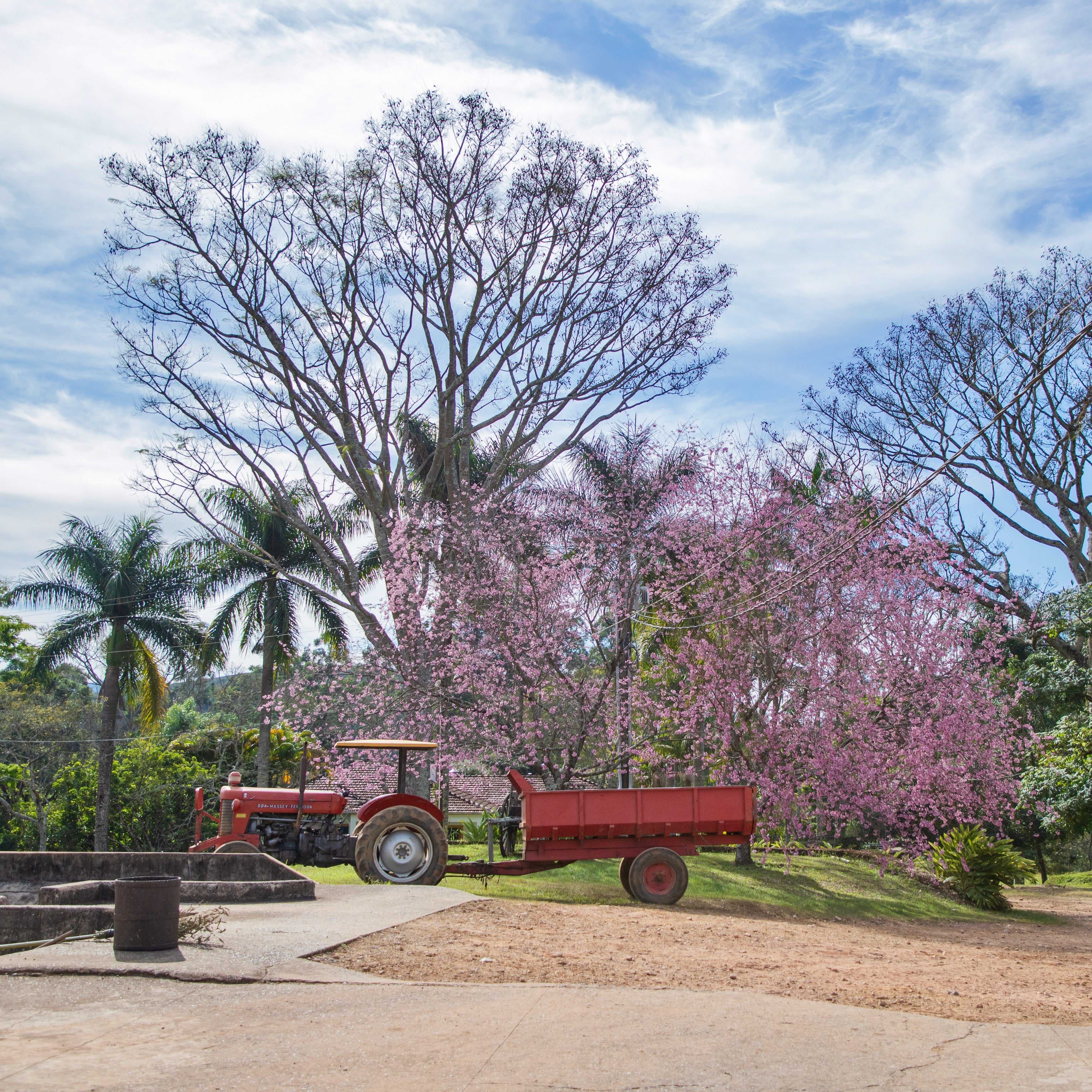 Brazil: Barreiro - Image 4