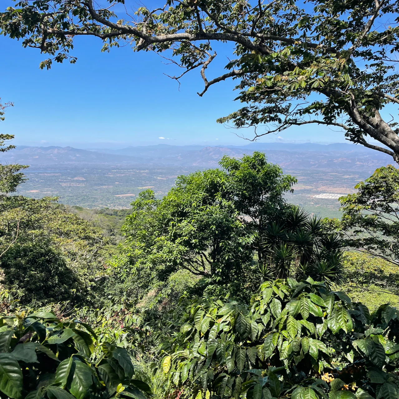 El Salvador: Finca Argentina, Icatu - Image 8