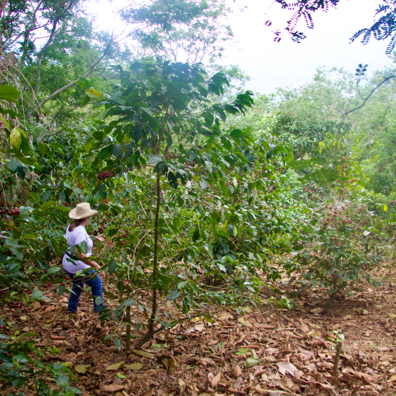 El Salvador: Finca Nejapa, Los Vientos - Image 3