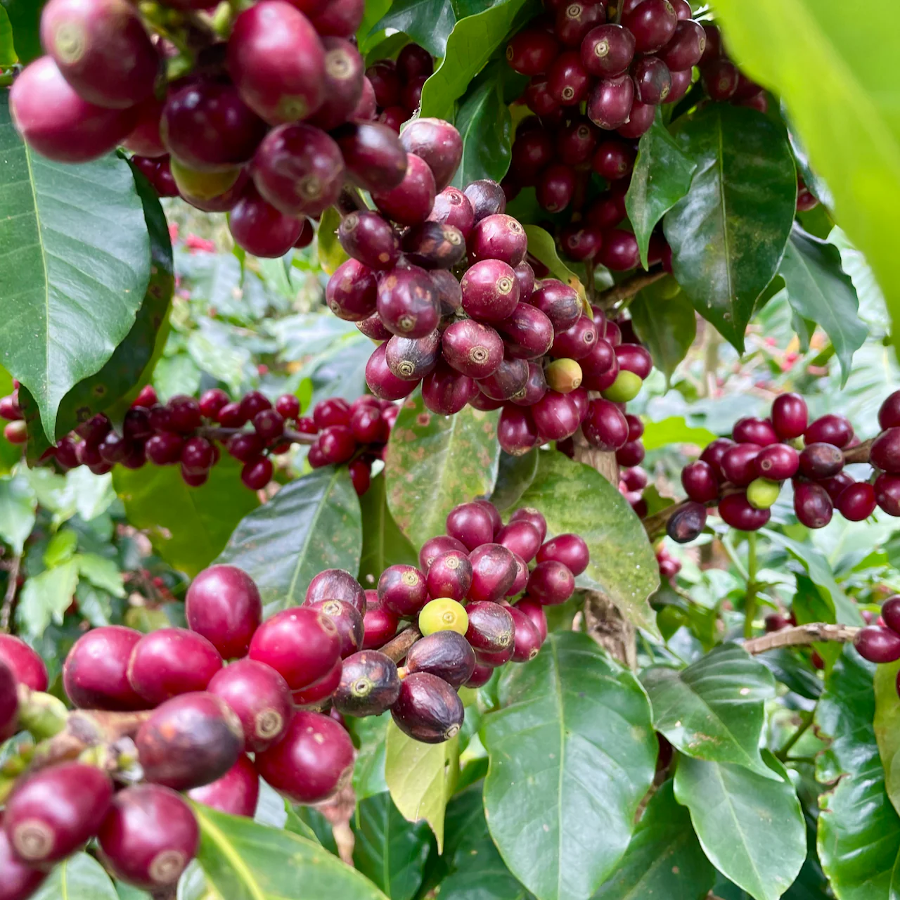 El Salvador: Finca Nejapa, Los Vientos - Image 4