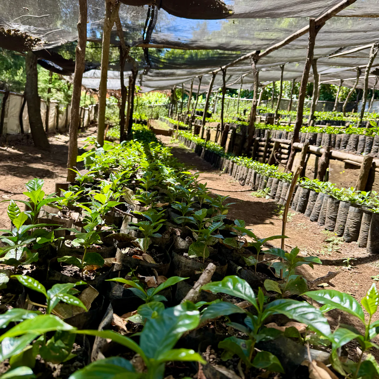 El Salvador: Finca Nejapa, Los Vientos - Image 5