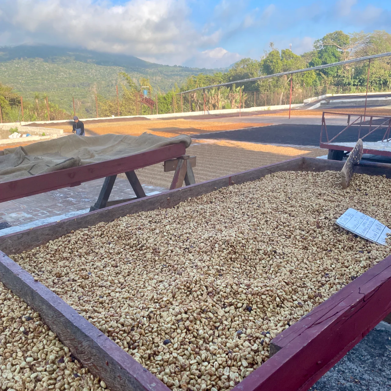 El Salvador: Finca San José, Red Bourbon - Image 6