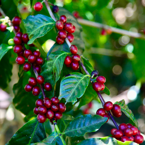 El Salvador: Finca San José, Red Bourbon - Image 7