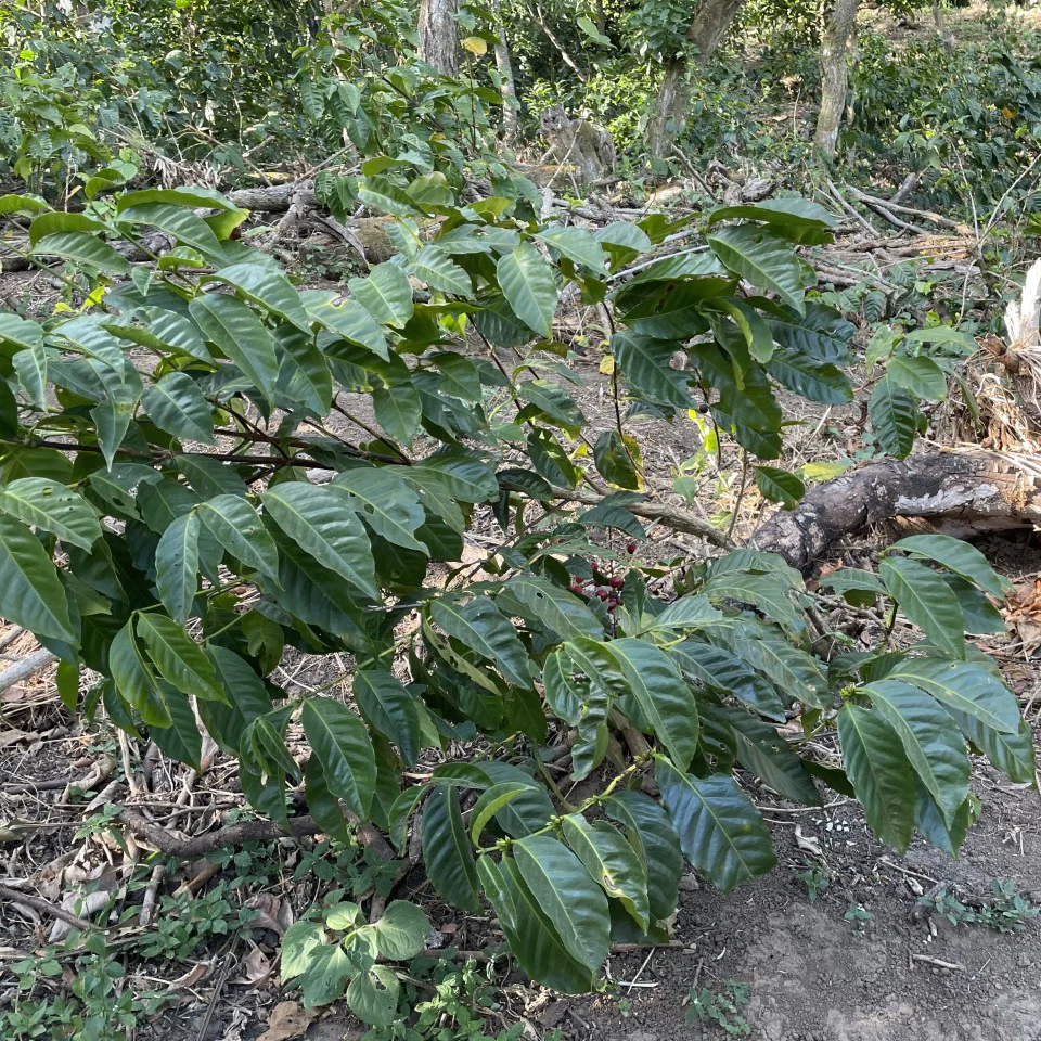 El Salvador: Finca San José, Red Bourbon - Image 8