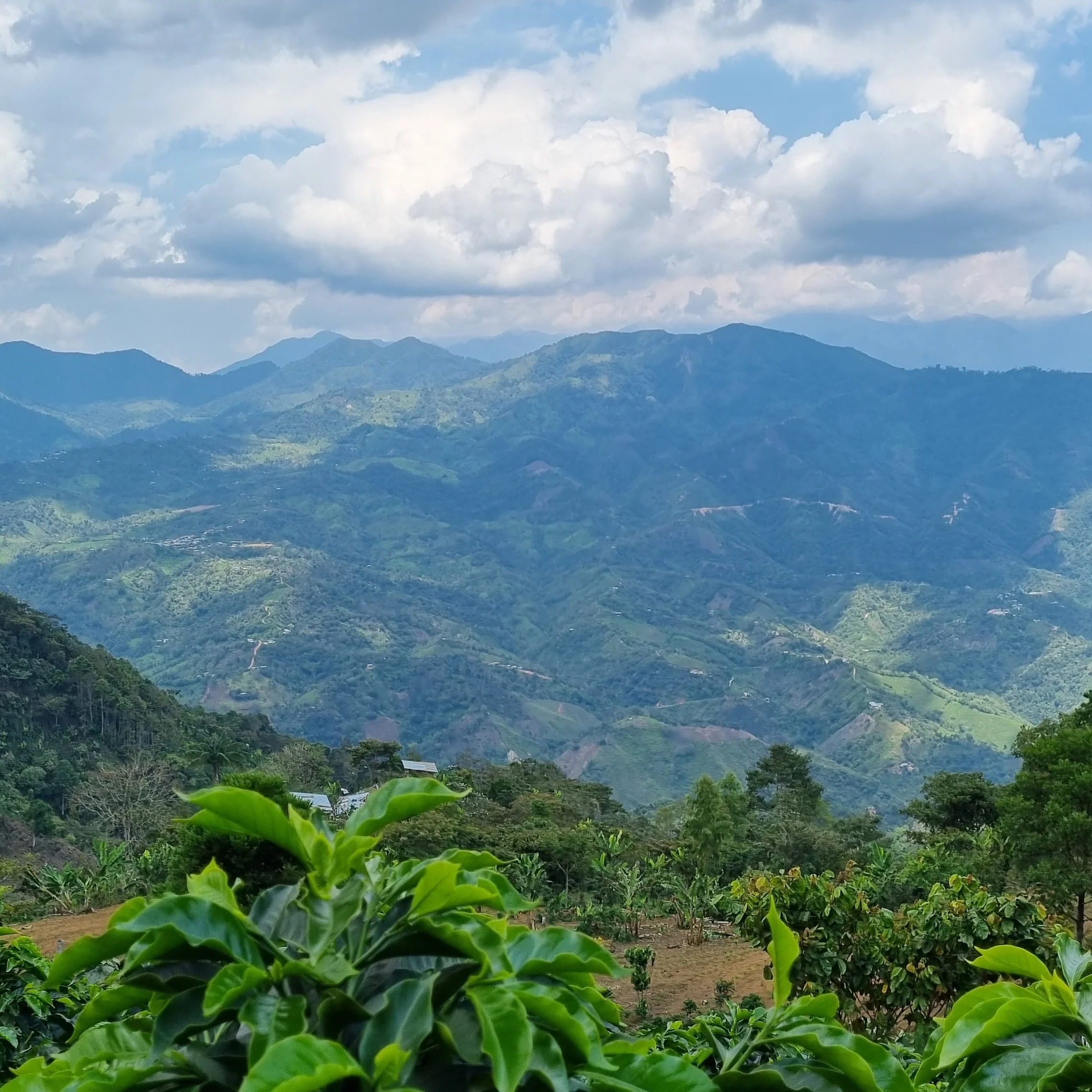 Organic Single Origin - Image 4