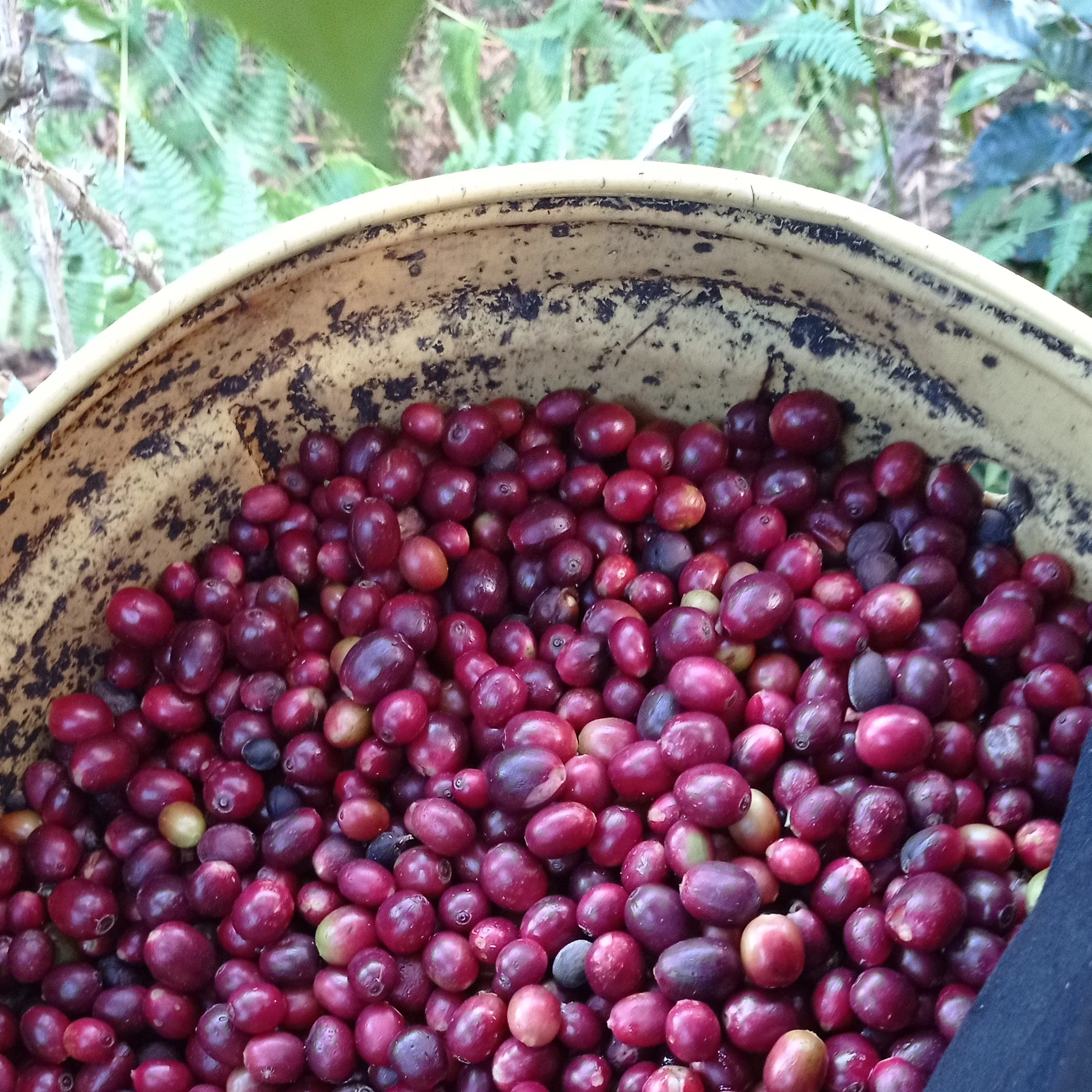 Organic Single Origin - Image 5